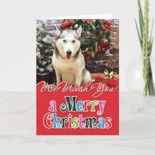 Weihnachten - Sibirischer Husky - Teagarden Portra