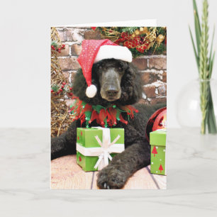 Weihnachten - Standard Poodle - Bronco
