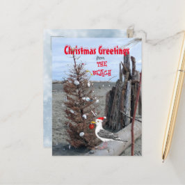 Weihnachten Strand Foto Seagull Driftwood Spaß