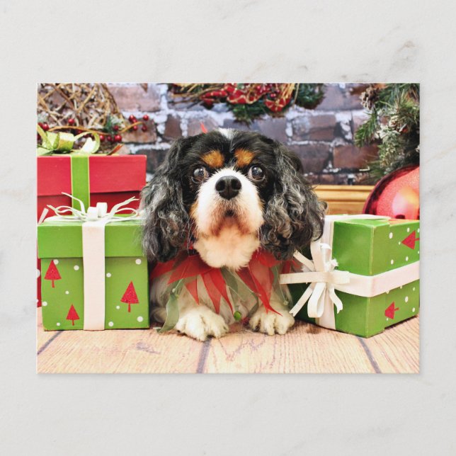 Weihnachten - unbekümmerter Königcharles Spaniel - (Vorderseite)