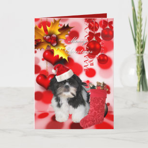 Weihnachten Weihnachten Hund Shitzu Welpe Hat gehö