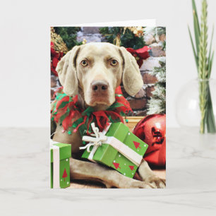 Weihnachten - Weimaraner - Lucy