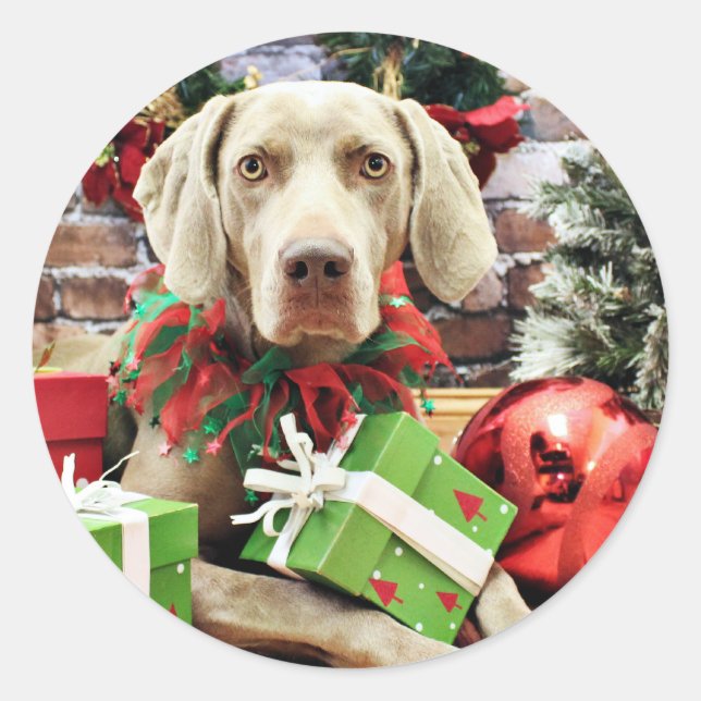 Weihnachten - Weimaraner - Lucy Runder Aufkleber (Vorderseite)