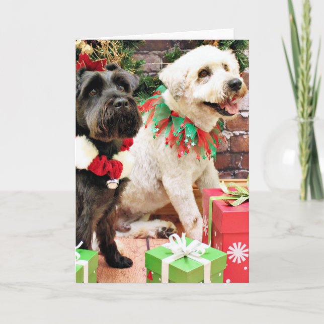 Weihnachten - Wheaten Kapitän - Schnauzer X (Vorderseite)