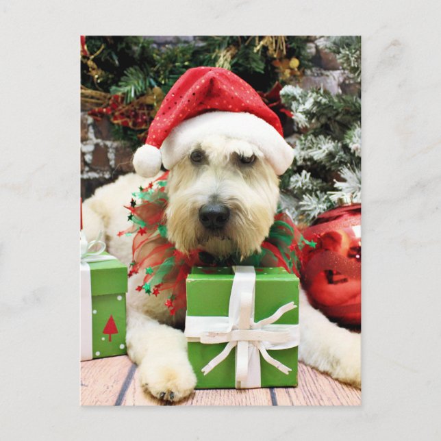Weihnachten - Wheaten Terrier - Bailey (Vorderseite)