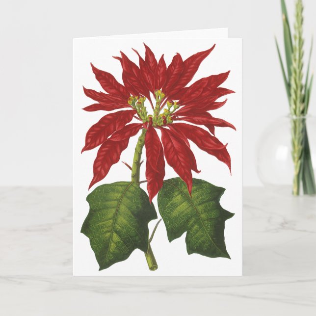 Weihnachten, Winter-Pflanze Red Poinsettia Feiertagskarte (Vorderseite)