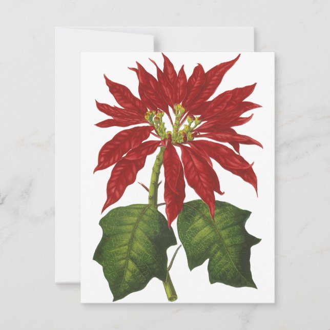 Weihnachten, Winter-Pflanze Red Poinsettia Feiertagskarte (Vorderseite)