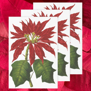 Weihnachten, Winter-Pflanze Red Poinsettia Geschenkpapier Set
