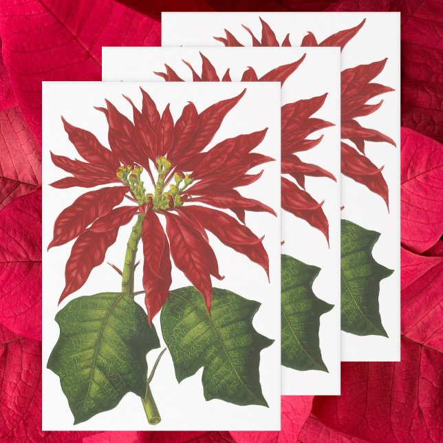 Weihnachten, Winter-Pflanze Red Poinsettia Geschenkpapier Set (Von Creator hochgeladen)