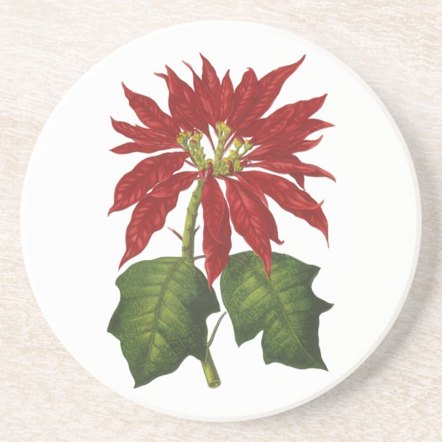 Weihnachten, Winter-Pflanze Red Poinsettia Getränkeuntersetzer (Vorne)