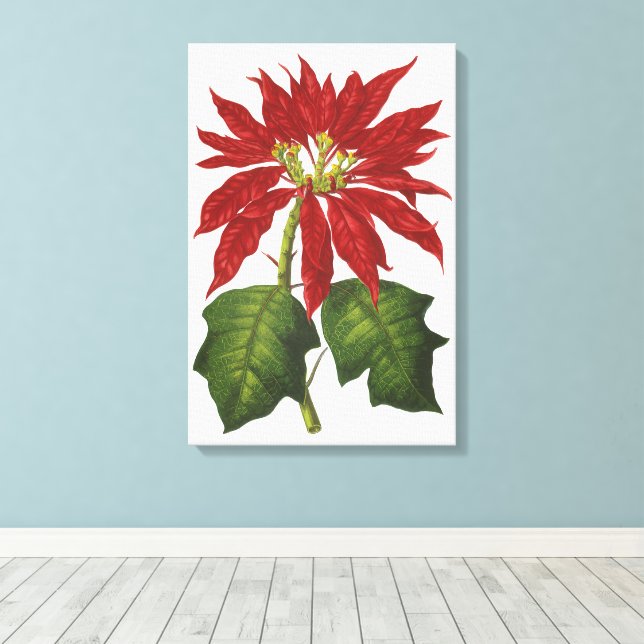 Weihnachten, Winter-Pflanze Red Poinsettia Leinwanddruck (Insitu (Holzboden))