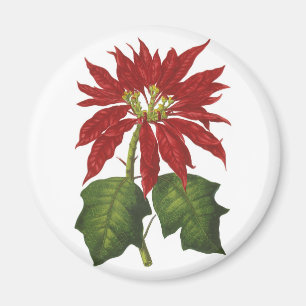 Weihnachten, Winter-Pflanze Red Poinsettia Magnet