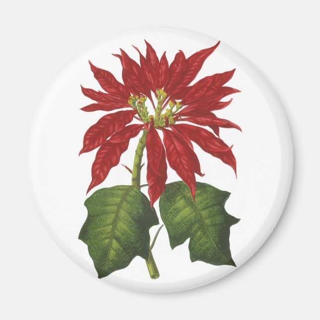 Weihnachten, Winter-Pflanze Red Poinsettia Magnet (Vorne)