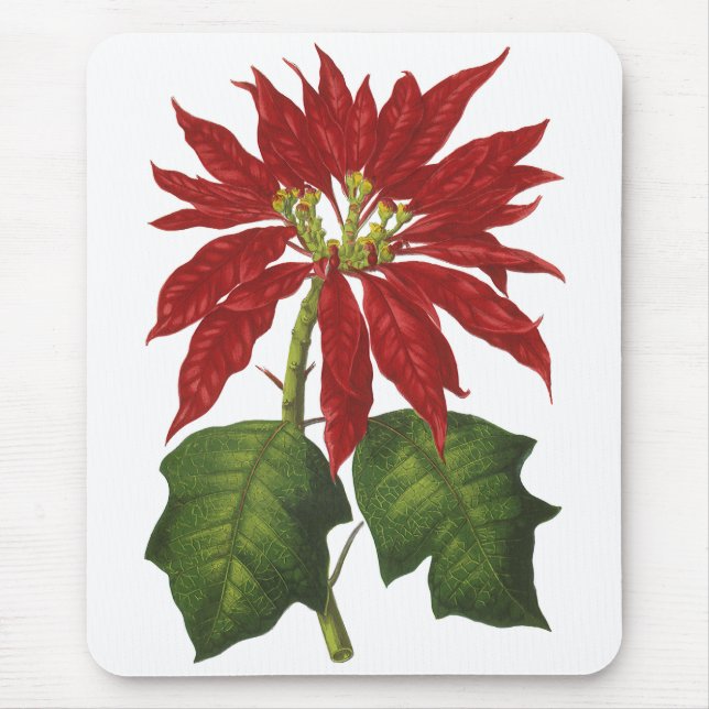 Weihnachten, Winter-Pflanze Red Poinsettia Mousepad (Vorne)