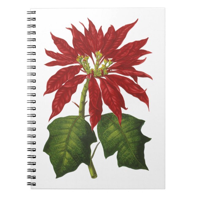 Weihnachten, Winter-Pflanze Red Poinsettia Notizblock (Vorderseite)
