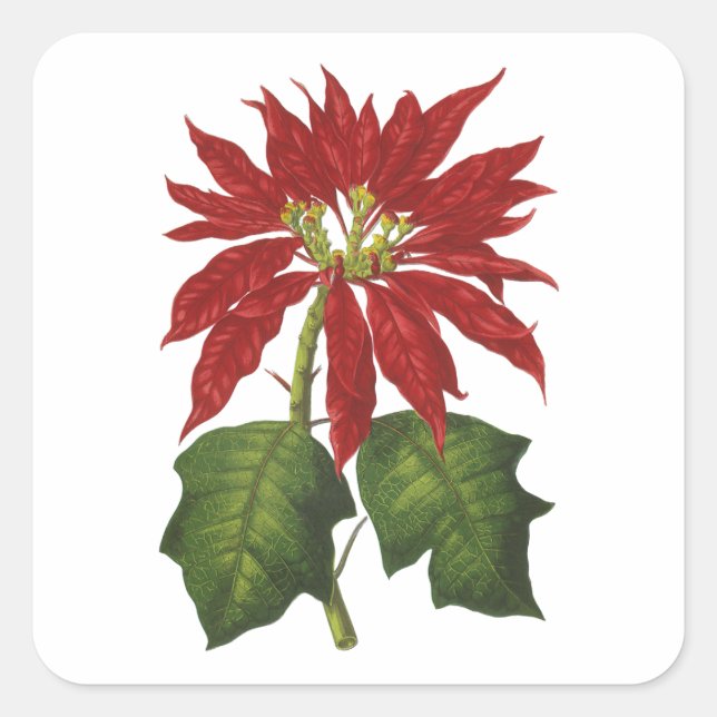 Weihnachten, Winter-Pflanze Red Poinsettia Quadratischer Aufkleber (Vorderseite)