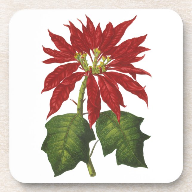 Weihnachten, Winter-Pflanze Red Poinsettia Untersetzer (Vorderseite)