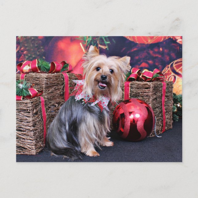 Weihnachten - Yorkie - Abby (Vorderseite)