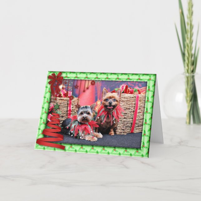 Weihnachten - Yorkshire Terrier - Chloe und Rocky (Vorderseite)