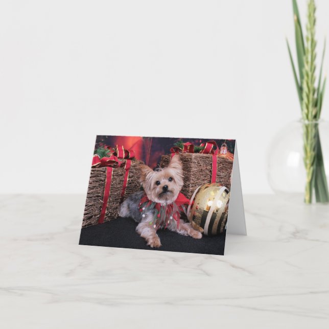 Weihnachten - Yorkshire Terrier - Vinnie (Vorderseite)