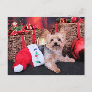 Weihnachten - Yorkshire Terrier - Vinnie
