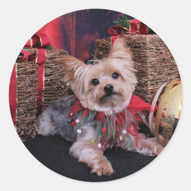 Weihnachten - Yorkshire Terrier - Vinnie Runder Aufkleber (Vorderseite)