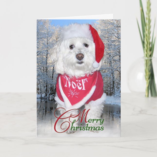 WeihnachtenBichon Frise Hund Feiertagskarte (Vorderseite)