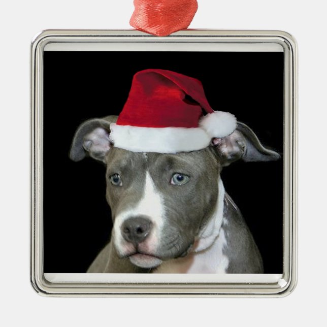 Weihnachtenblauer pitbull Welpe Silbernes Ornament (Vorne)