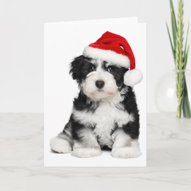 WeihnachtenHavanese Hündchen Feiertagskarte (Vorderseite)