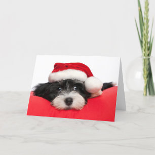 WeihnachtenHavanese Hündchen Feiertagskarte