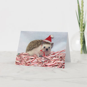 WeihnachtenHedgie Karte
