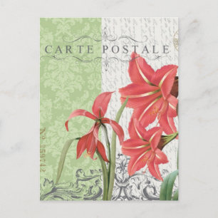 Weihnachts-Amaryllis-Postkarte Feiertagspostkarte