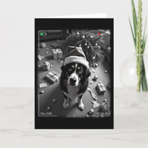 Weihnachts-Berner Sennenhund auf Kamera erwischt Karte