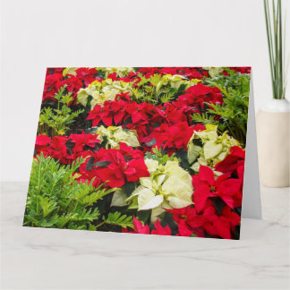 Weihnachts-Blume Poinsettia Sorten Karte