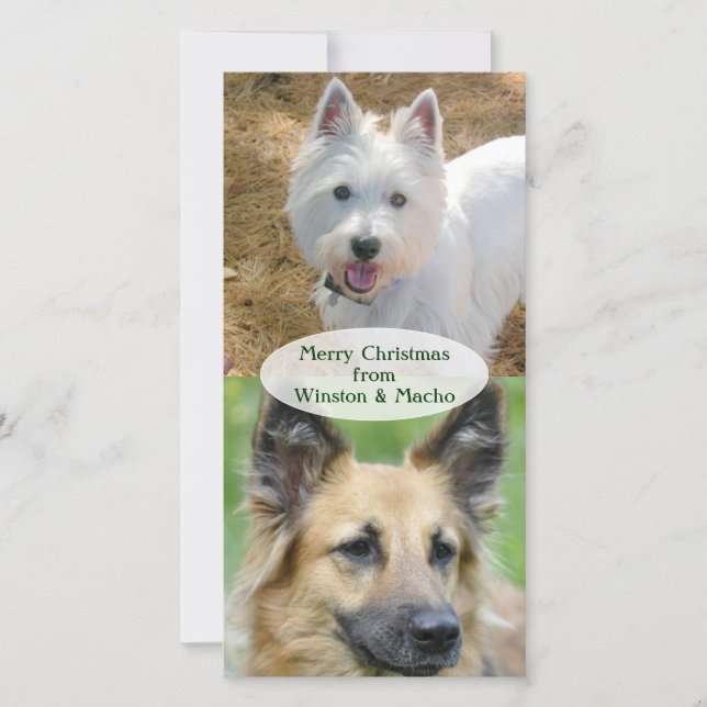 Weihnachts-Fotokarte von den Hunden Feiertagskarte (Vorderseite)