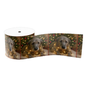 Weihnachts-Irish Wolfhound verheddert in Lichtern Ripsband