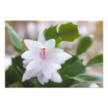 Weihnachts-Kaktus Schlumbergera Topf Blumen