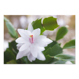 Weihnachts-Kaktus Schlumbergera Topf Blumen Fotodruck