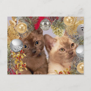 Weihnachts Kätzchen Feiertags Katzen Postkarte
