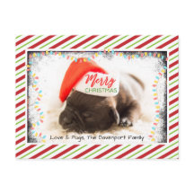 Weihnachts-Mops in Weihnachtsmannmütze mit Weihnac