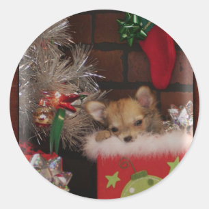 Weihnachts Niedlicher Chihuahua Welpe in Box Runder Aufkleber