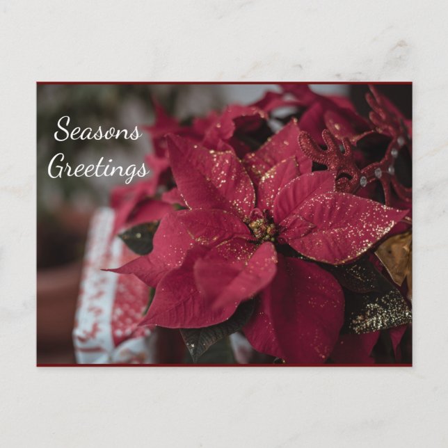 Weihnachts-Poinsettia-Frohe Festtage Postkarte (Vorderseite)