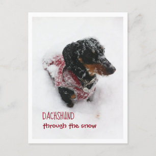 Weihnachts-Postkarte - Dachshund im Schnee Postkarte