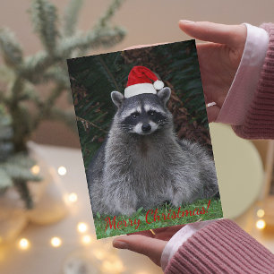 Weihnachts-Raccoon in Weihnachtsmannmütze Foto Feiertagskarte