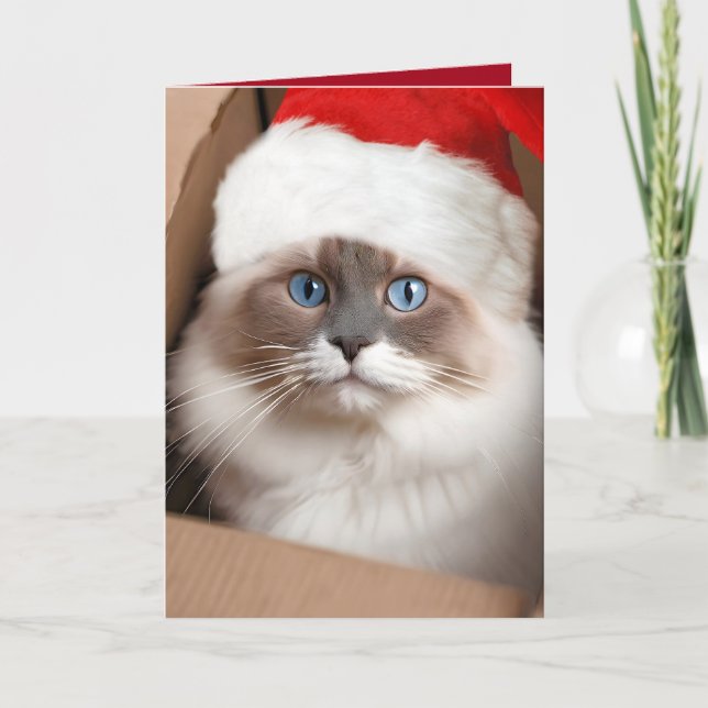 Weihnachts-Ragdoll-Katze in Faltschachtel Karte (Vorderseite)