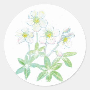 Weihnachts-Rose, Helleborus niger Illustration   Runder Aufkleber
