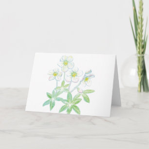 Weihnachts-Rose, Helleborus niger Karte