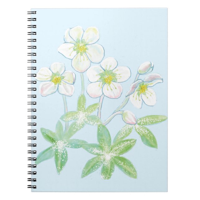 Weihnachts-Rose, Helleborus niger Notizblock (Vorderseite)