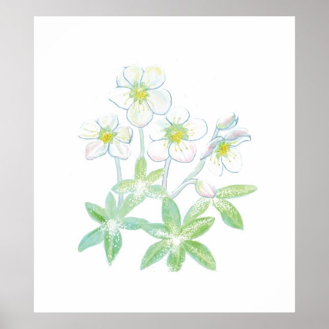 Weihnachts-Rose, Helleborus niger Poster (Vorne)