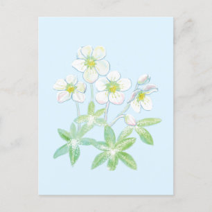 Weihnachts-Rose, Helleborus niger Postkarte